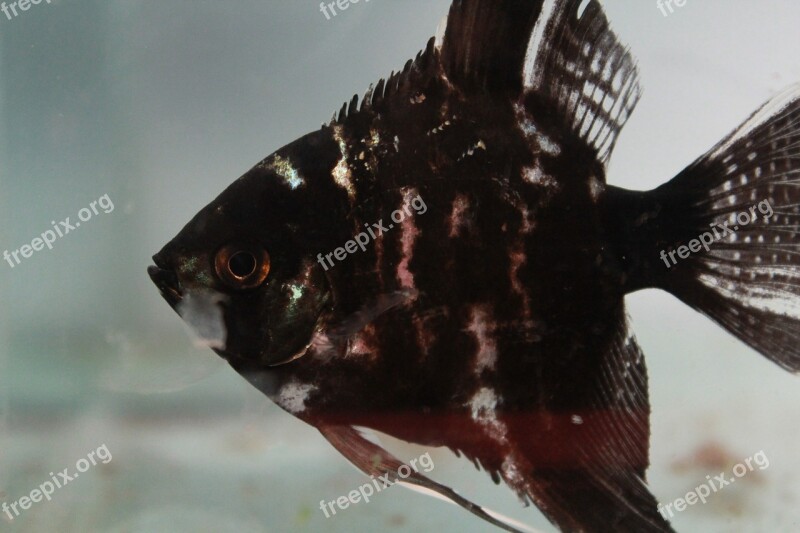 Fish Black Fish Tank Aquarium Free Photos