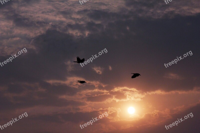 Sunset Beautiful Birds Clouds Dusk