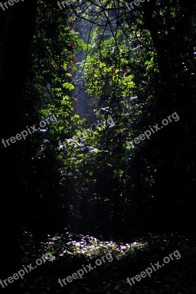 Jungle Gorumara Forest Trees Leaves