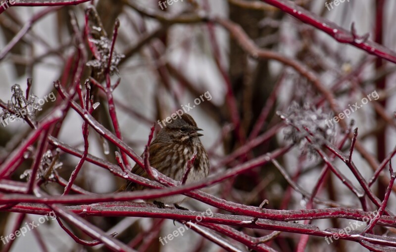 Bird Ice Storm Winter Nature Free Photos