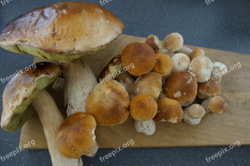 Porcini Mushrooms Mushrooms Mushroom Free Photos