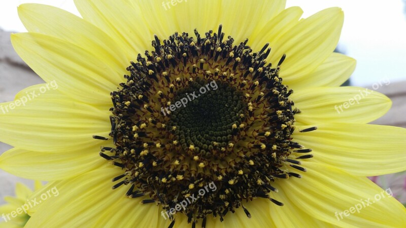 Sun Flower Sun Flower Nature Blossom