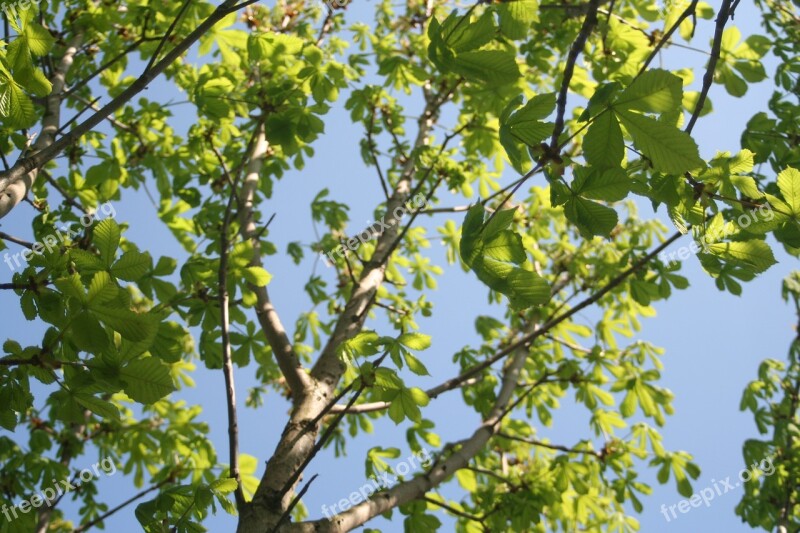 Chestnut Tree Chestnut Beer Garden Chestnut Leaves Branch