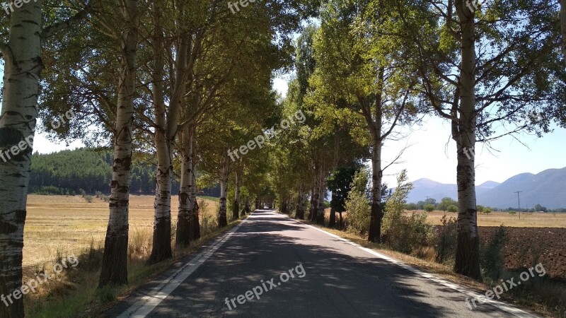 Poplars Trees Alley Road Summer