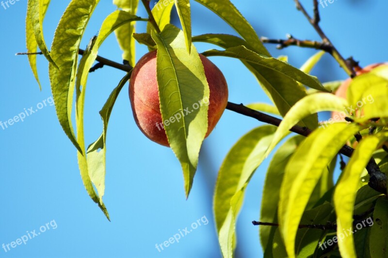 Peach Wood Fruit Garden Fresh