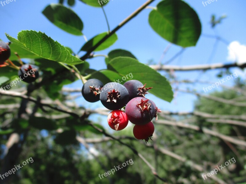 Berry Saskatoon Honeysuckle Sweet Caprifoliaceae