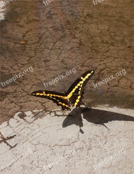 Butterfly Monarch Insect Rest Eye-catching