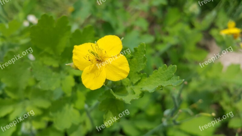 Celandine Magpie Mr Like Dung Yellow To Phone Free Photos