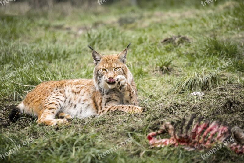 Lynx Big Cat Cat Wildcat Animal Portrait