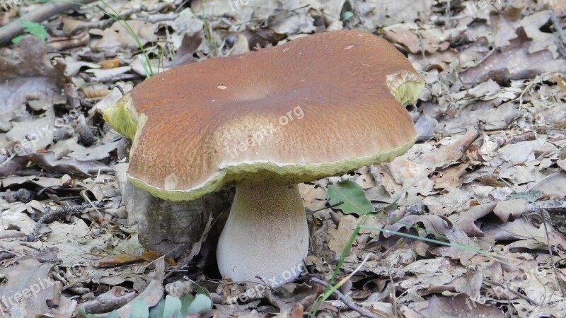 Mushroom Forest Nature Edible Fresh