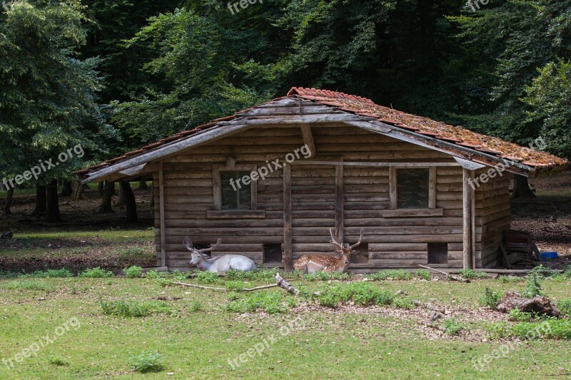 Forest Hut Nature Roe Deer Free Photos