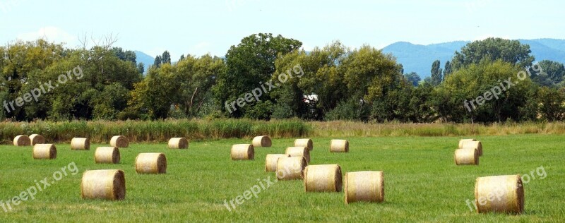 Hay Straw Agriculture Rural Summer