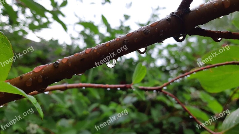 Water Drops Rain Nature Sweden Drops