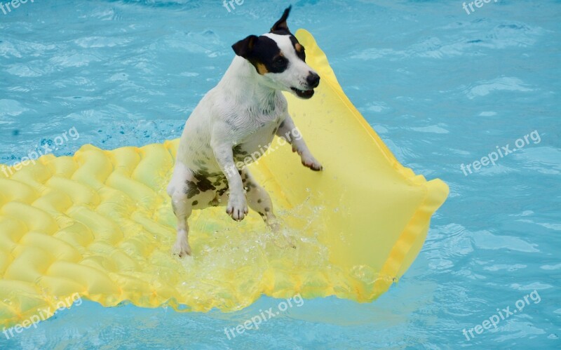 Jack Russel Swimming Pool Dog Mattress Swimming Pool Summer