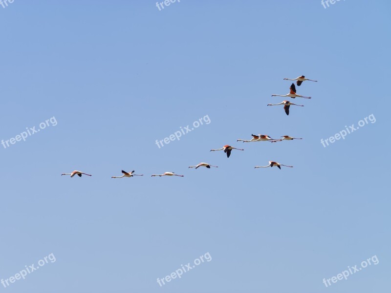 Flight Of The Flamingos Flamingo Nature Birds Wild