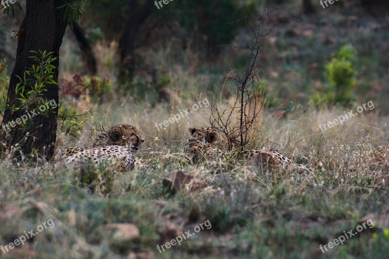 Cheetah Safari South Africa Nature Wild