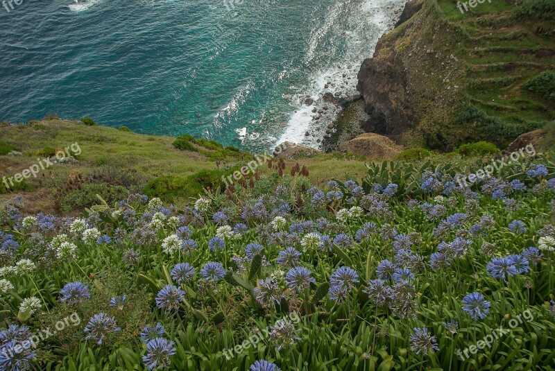 Madeira Cliffs Agapanthes Atlantic Cultures