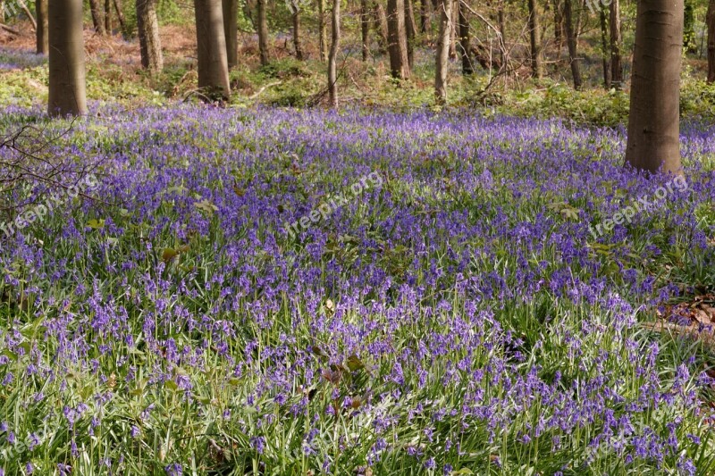 Bluebell Flower Blue Spring Wild Flower