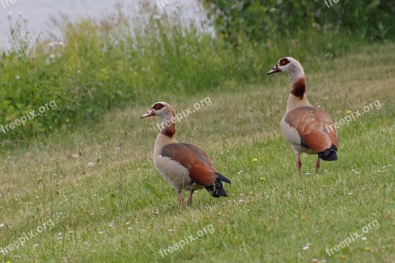 Animals Bird Goose Water Bird Aquatic Animals