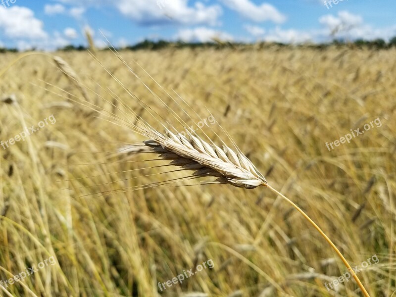 Wheat Grain Field Farm Farming