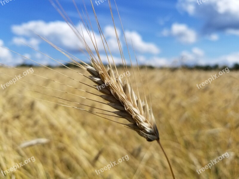 Wheat Grain Field Farm Farmlands