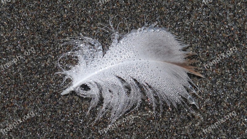 Feather Beach Drops Water Drops Sea