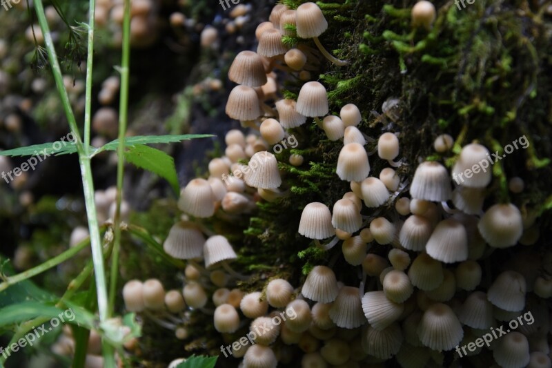 Mushrooms Nature Forest Moss Forest Floor