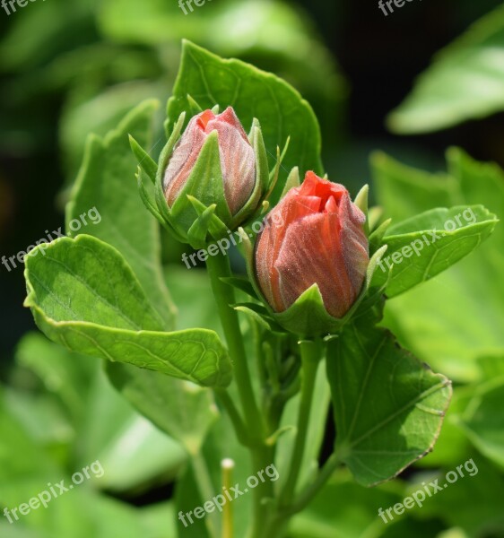 Flowers Orange Rose Plants Free Photos