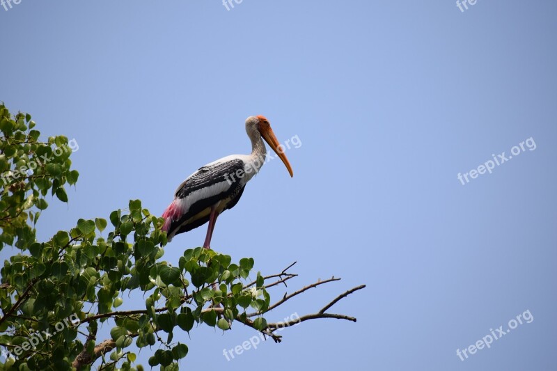 Heron Bird Egrets Free Photos