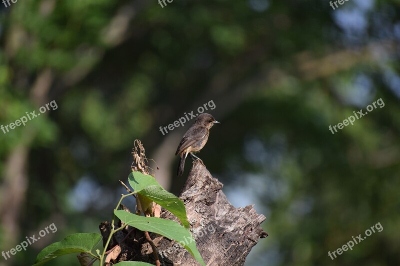 Small Bird Bird Animal Free Photos