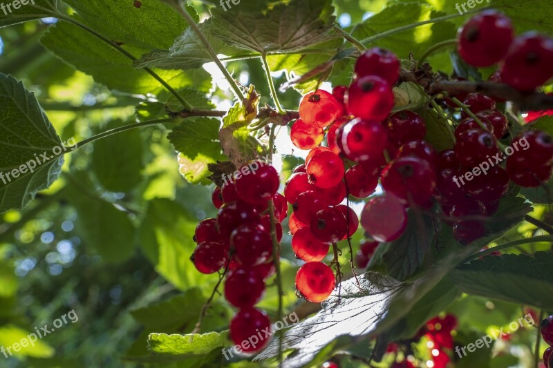 Currants Fruit Fruits Berries Dessert