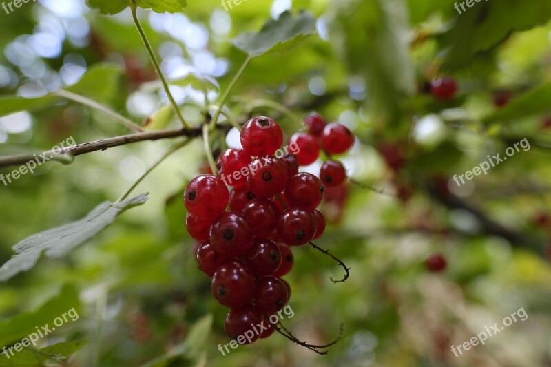 Currants Fruit Fruits Berries Dessert