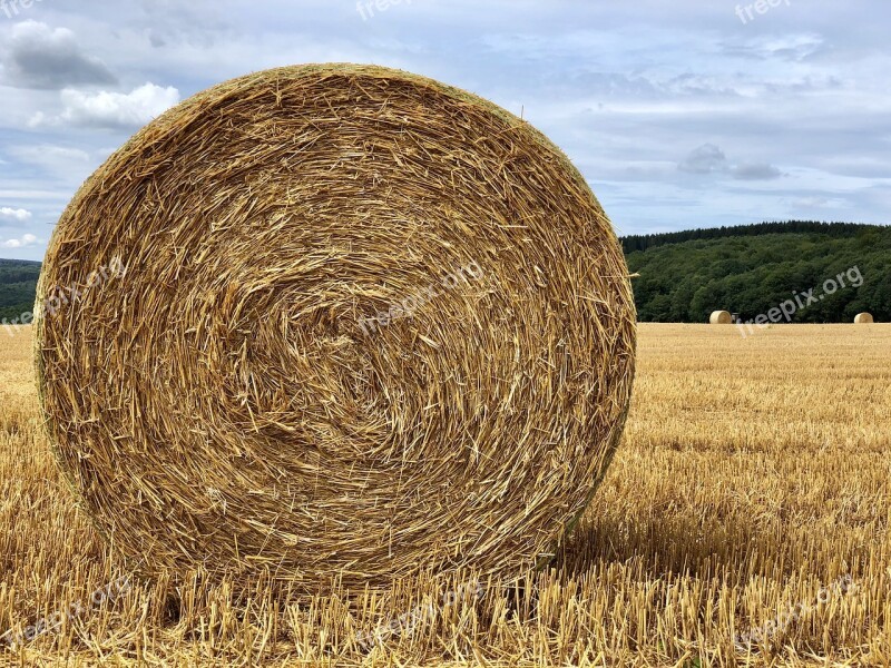 Straw Straw Bales Harvest Field Agriculture