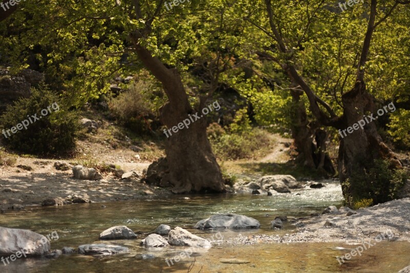 River Willow Tree Nature Fantasy Summer