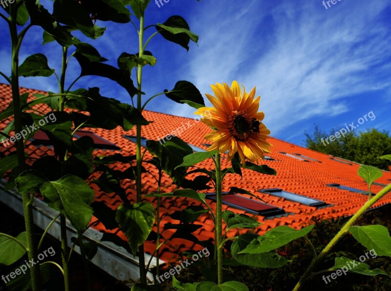 Summer Sunflower Fehnhaus East Frisia Yellow