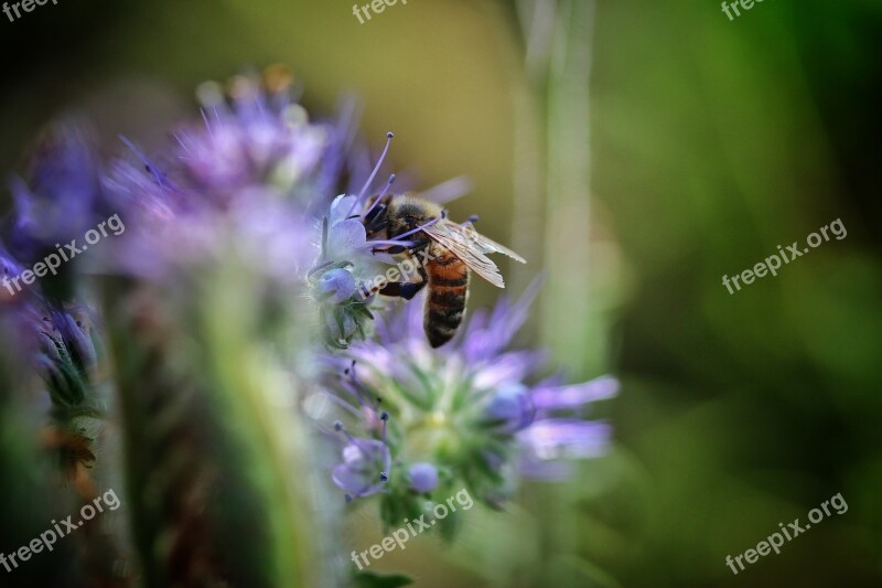 Bee Always Honey Bee Close Up Macro