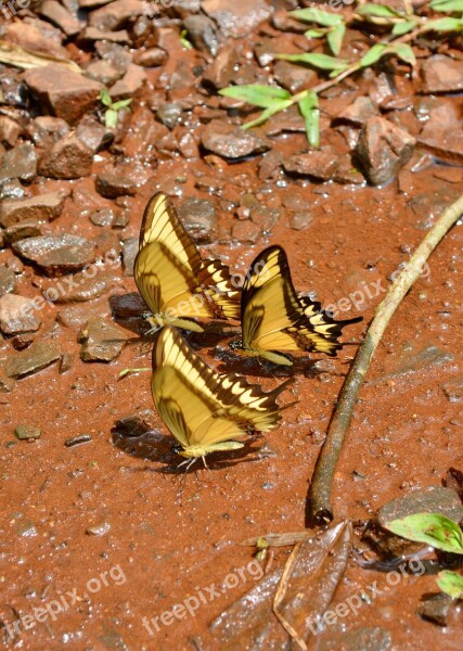 Butterfly Nature Insect Animal Wing