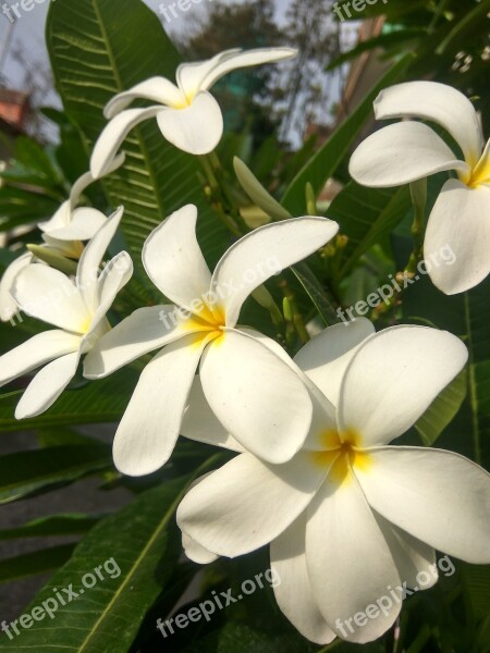 Frangipani Plumeria Tropical Flower Nature