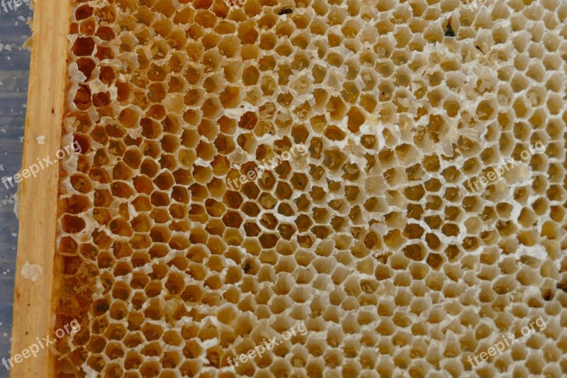 Honeycomb Bees Honey Beekeeper Beekeeping