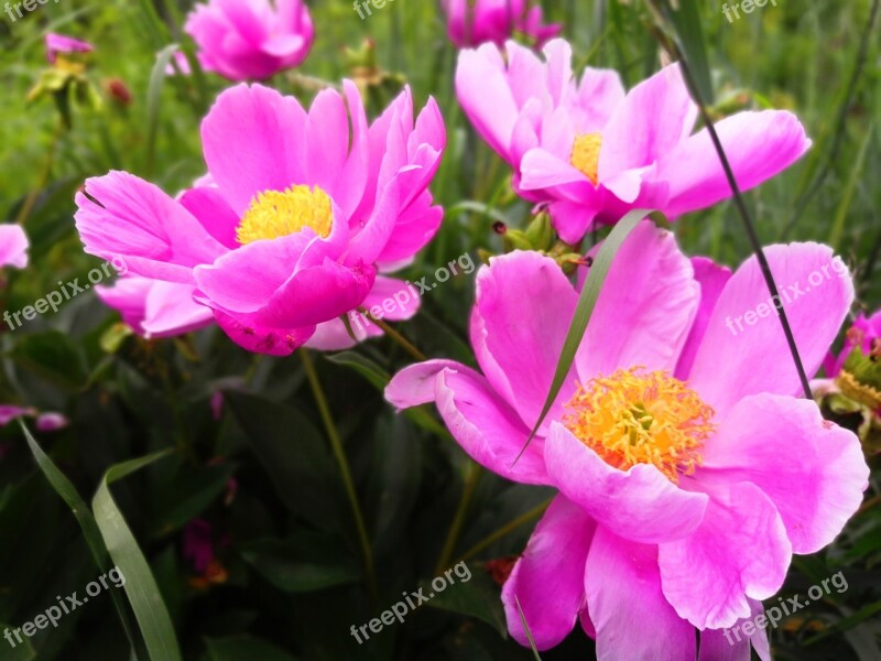 Flowers Pink Peony Peonies Bright