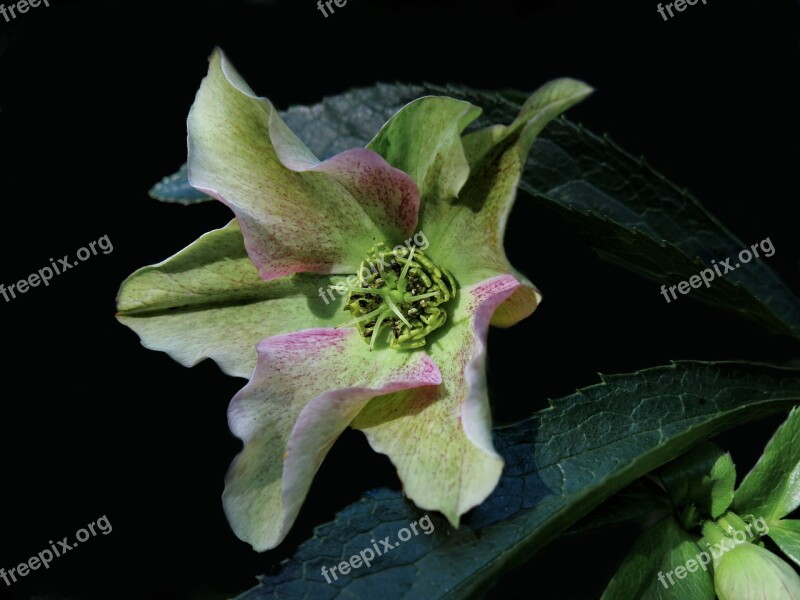 Helleborus Niger Anemone Blanda Christmas Rose Flower Hellebore