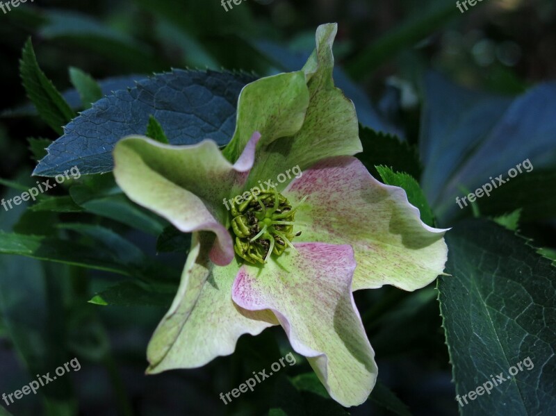 Helleborus Niger Anemone Blanda Christmas Rose Flower Hellebore