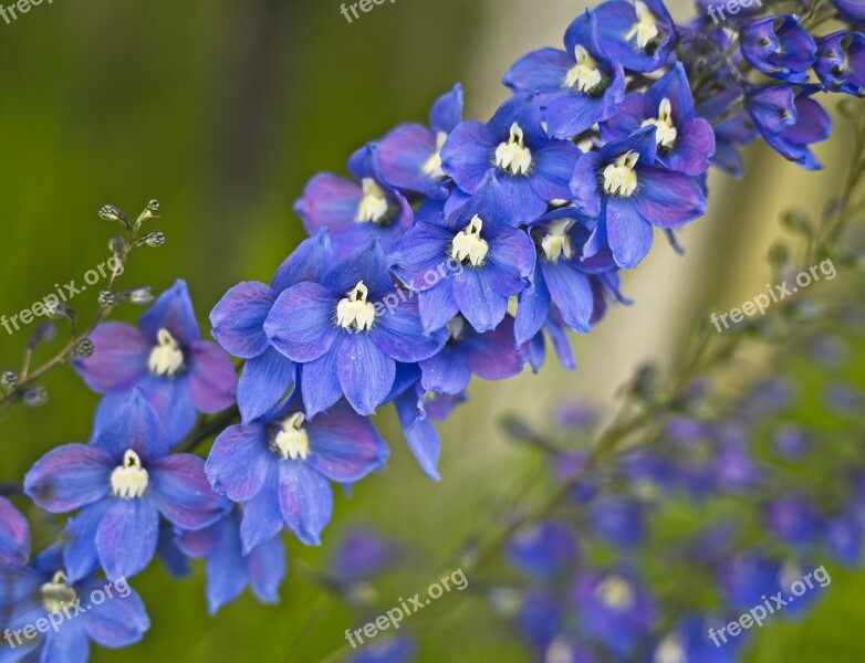 Flower Delphinium Blue Bloom Free Photos