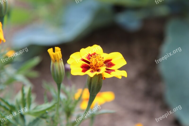 Carnation Of India Legionnaire Carnation Of India Flower Tagetes Free Photos