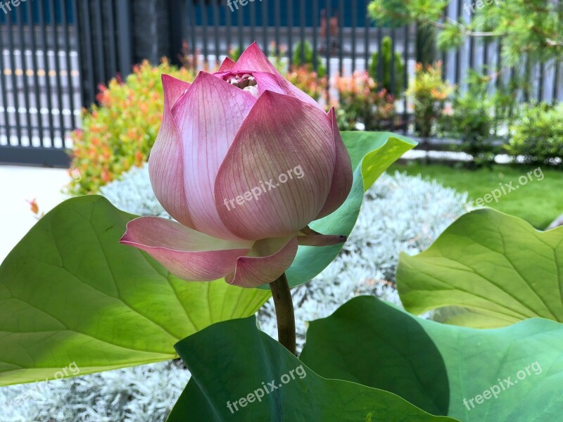 Lotus Bud Green Leaves Beauty Looking Forward To