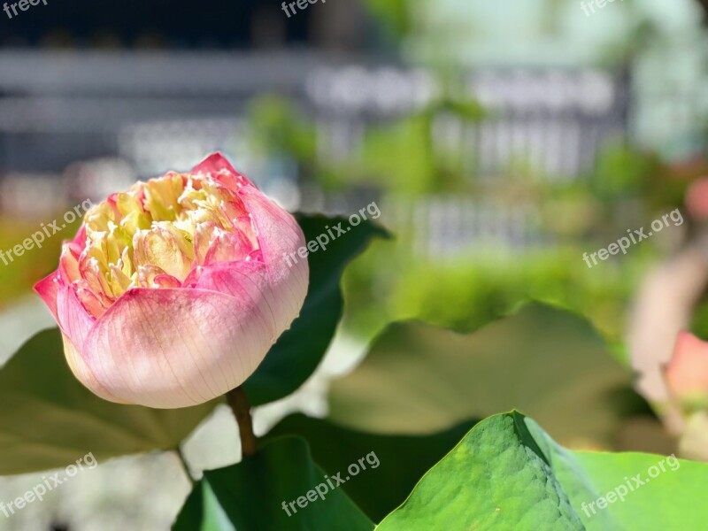 Pink Lotus Pool Green Leaves Cuteness