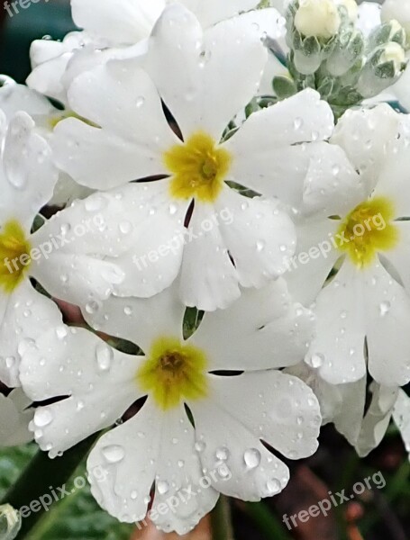 Flowers Primula White Raindrops Garden