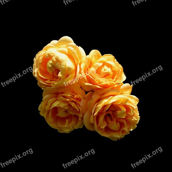 Rose Yellow Flower Bloom Romance