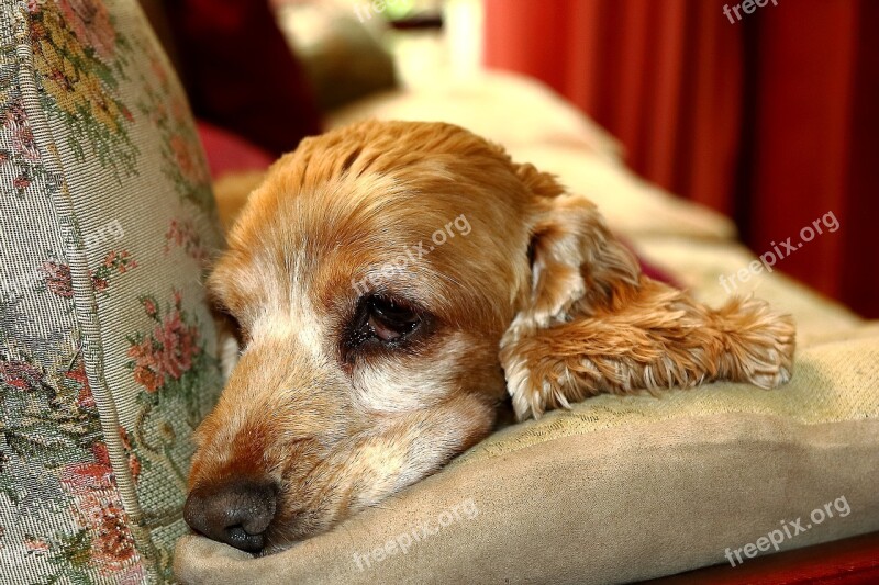 Pet Dog Pensive Melancholy Free Photos