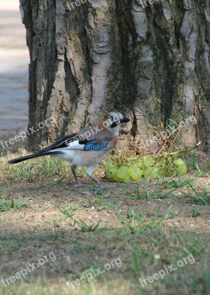 Jay Bird Blue Animal Animal World